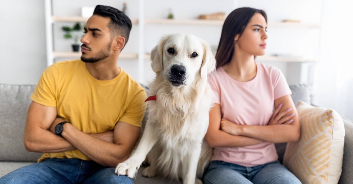 La garde des animaux de compagnie