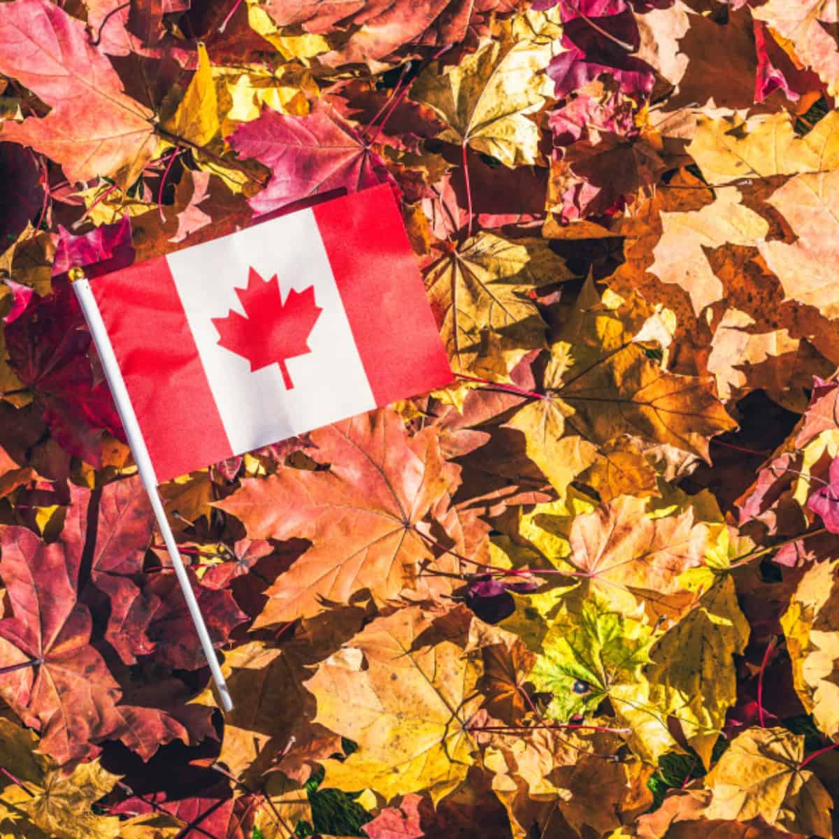 Comment parrainer un membre de votre famille au Canada ?